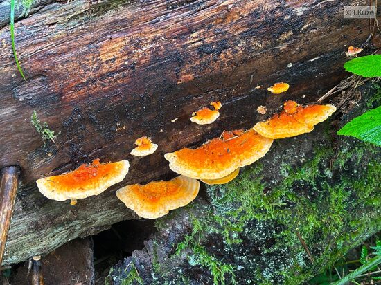 Pycnoporellus fulgens